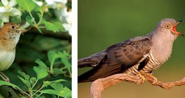 Chim sơn ca và chim cu