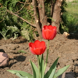 tulip