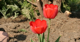 tulip