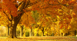 Mùa thu trong công viên