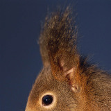 Squirrel portrait