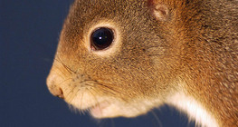 Squirrel portrait