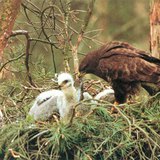 him ưng thường ăn chim non