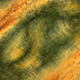 Nếp gấp da ngón tay người dưới ánh sáng phân cực