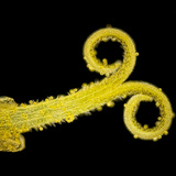 Nhụy hoa bồ công anh với phấn hoa (ánh sáng trắng, nền tối)