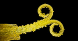 Nhụy hoa bồ công anh với phấn hoa (ánh sáng trắng, nền tối)