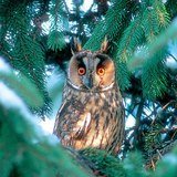 cú đại bàng Á Âu