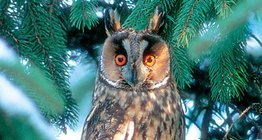 cú đại bàng Á Âu