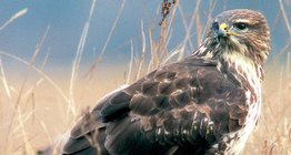 Tiếng ồn phổ biến