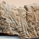 Đá vôi với hóa thạch