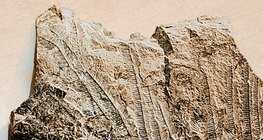 Đá vôi với hóa thạch