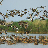 Mallards taking off from water