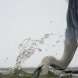 Câu cá diệc xám