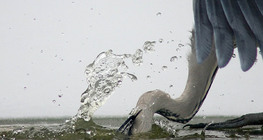 Câu cá diệc xám