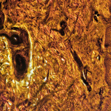 Mặt cắt ngang da ngón tay người