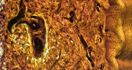 Mặt cắt ngang da ngón tay người