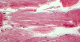 Gân (mặt cắt dọc)