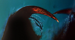 Nhện & nbsp; chân kìm với nọc độc