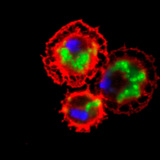 Ruồi giấm thường (nhuộm màu đỏ) nuốt chửng vi khuẩn (nhuộm màu xanh lá cây)