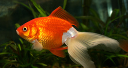 Cá vàng