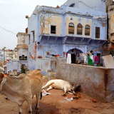 Đường phố Ấn Độ