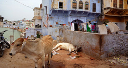 Đường phố Ấn Độ