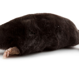 Nốt ruồi châu âu