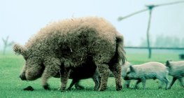 mangalitsa