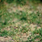 Ví của người chăn cừu