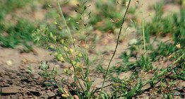 Ví của người chăn cừu