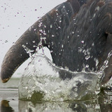 Câu cá diệc xám