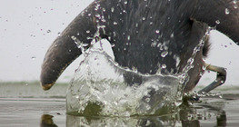 Câu cá diệc xám