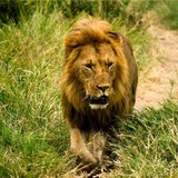 صور أسد , اجمل صور الاسد ملك الغابة Photos Lion