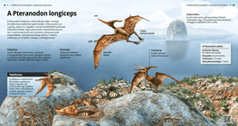 Pteranodon Longiceps