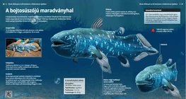 West Indian Ocean Coelacanth