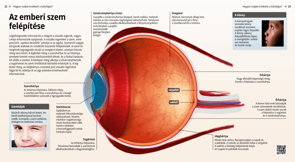 The Structure of the Human Eyes