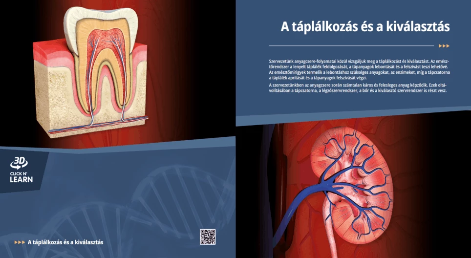 Digestion and Excretion