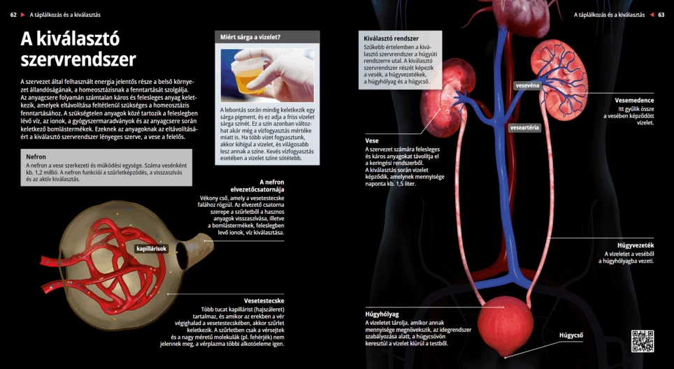 The Urinary System