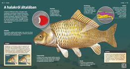 Fish: An Aquatic Assortment