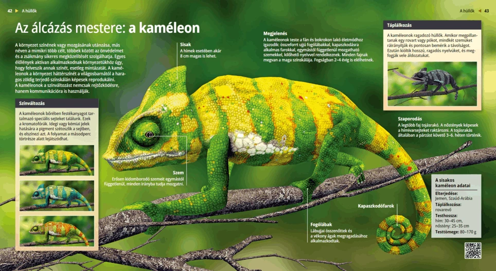 The Chameleon: A Master of Disguise