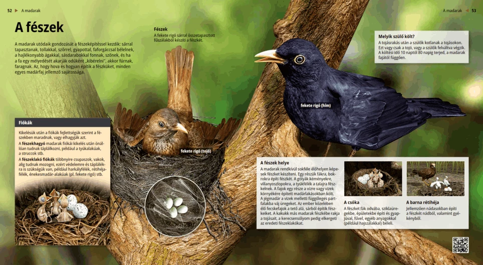 The Nest: Home Sweet Home