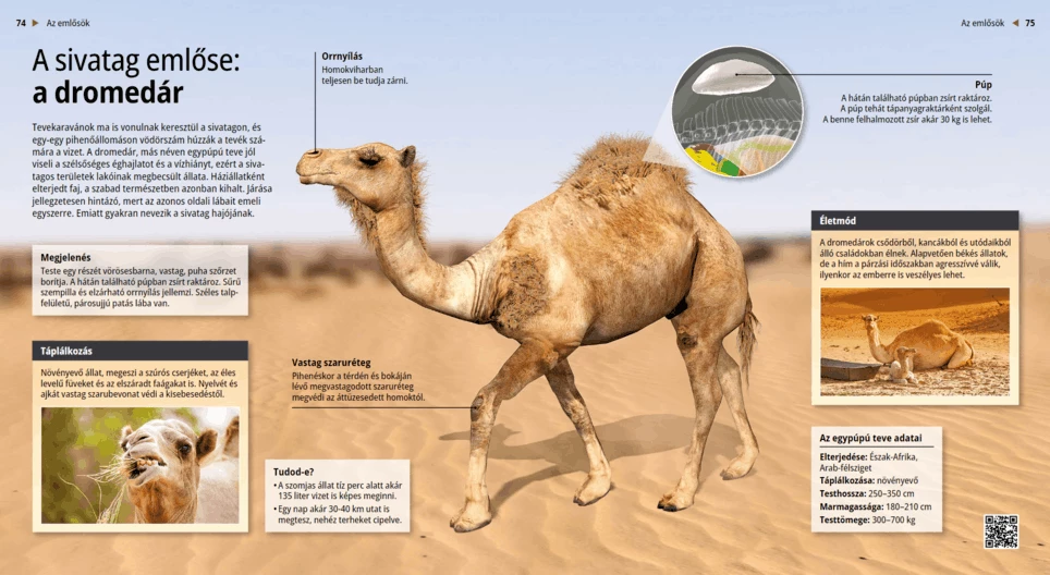 Dromedaries: Ships of the Desert