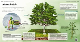 Photosynthesis