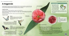 Pollination