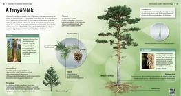 The Pine Family