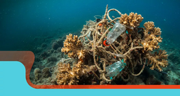 Các vấn đề về nhận thức môi trường và thói quen thân thiện với môi trường.