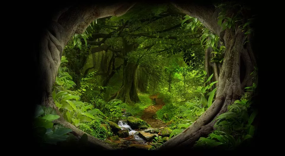 Sâu Trong Rừng Rậm