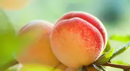 Quả đào là loại quả gì?
