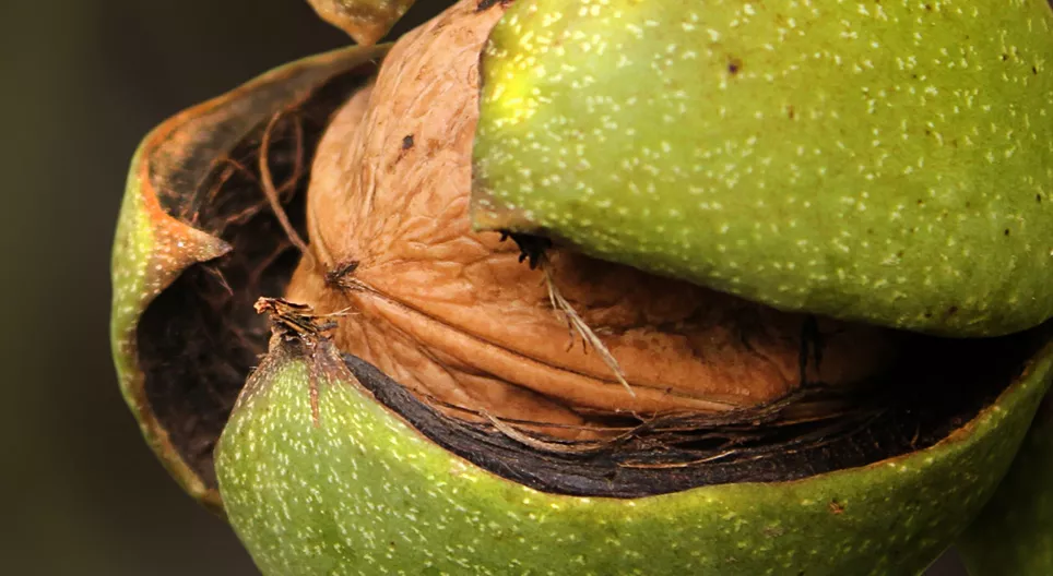 Trồng cây óc chó cho cháu của bạn