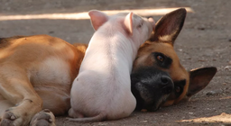 Có phải lợn thông minh hơn chó?